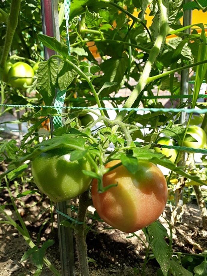 행정복지센터에 열린 토마토와 고추 이미지