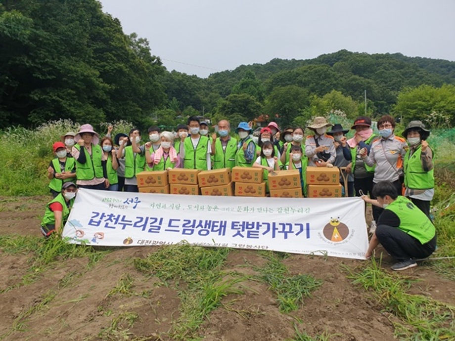 갑천누리길 그린봉사단 감자캐기 행사 이미지